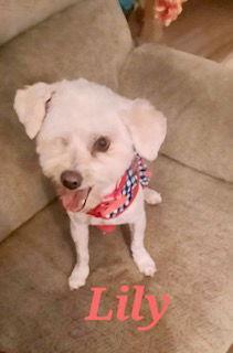 Lily, a Adopted Poodle in Mesa, AZ image 1/3