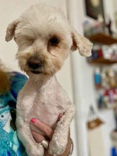 Lily, a Adopted Poodle in Mesa, AZ image 2/3