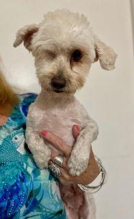 Lily, a Adopted Poodle in Mesa, AZ image 3/3