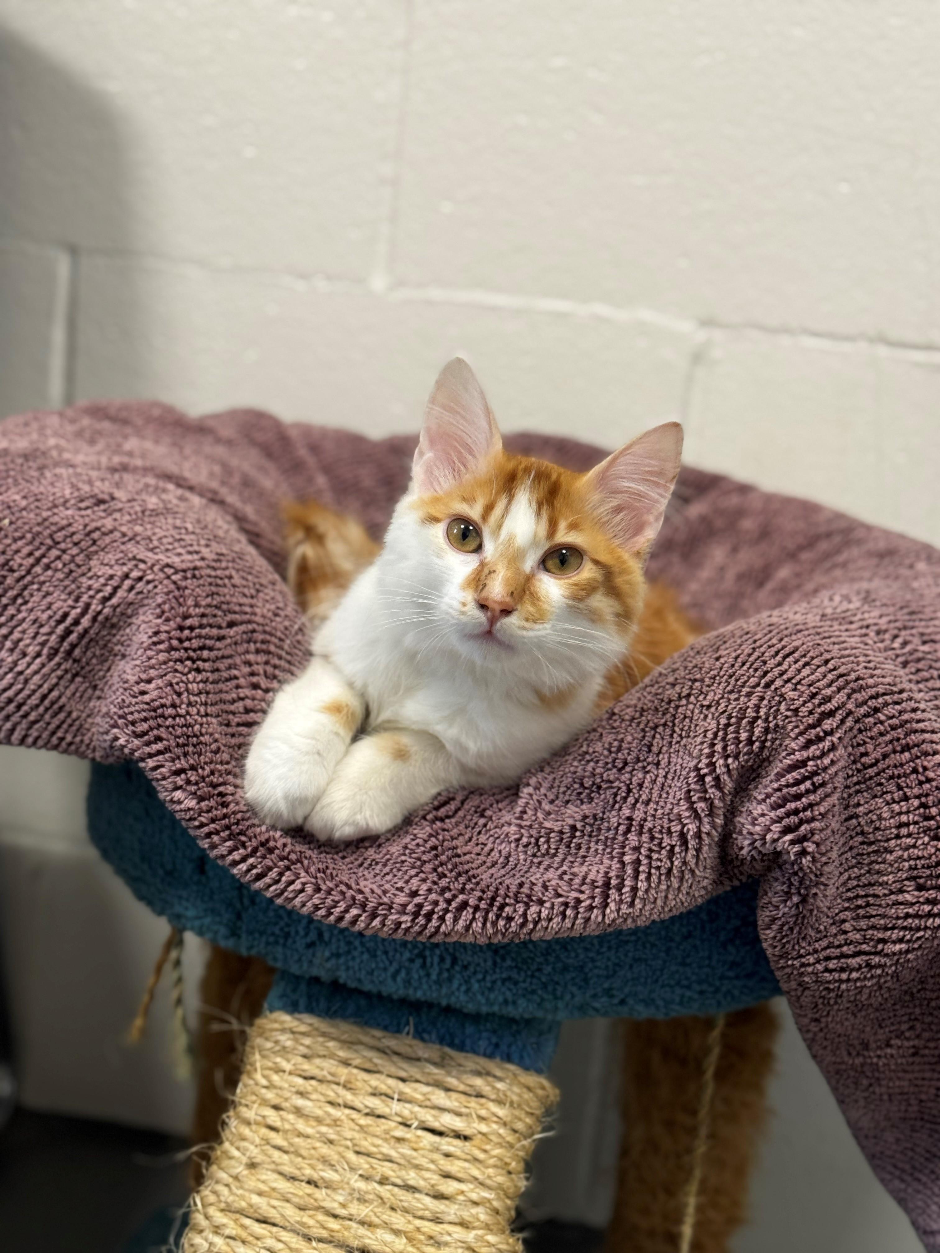 Enlarge Clark Wobbles Kent, an adopted mixed breed in New Westminster, BC image 1/2