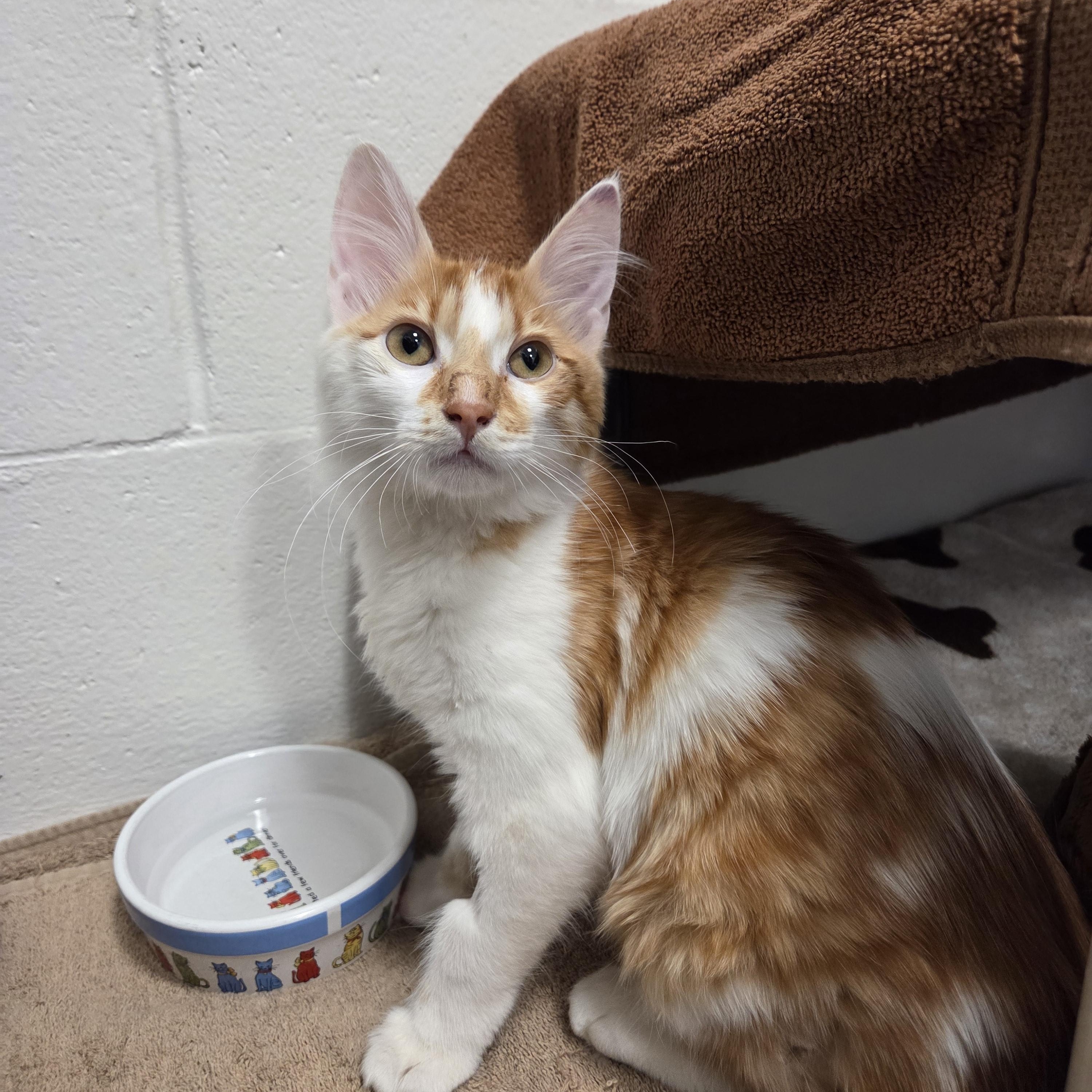 Enlarge Clark Wobbles Kent, an adopted mixed breed in New Westminster, BC image 2/2