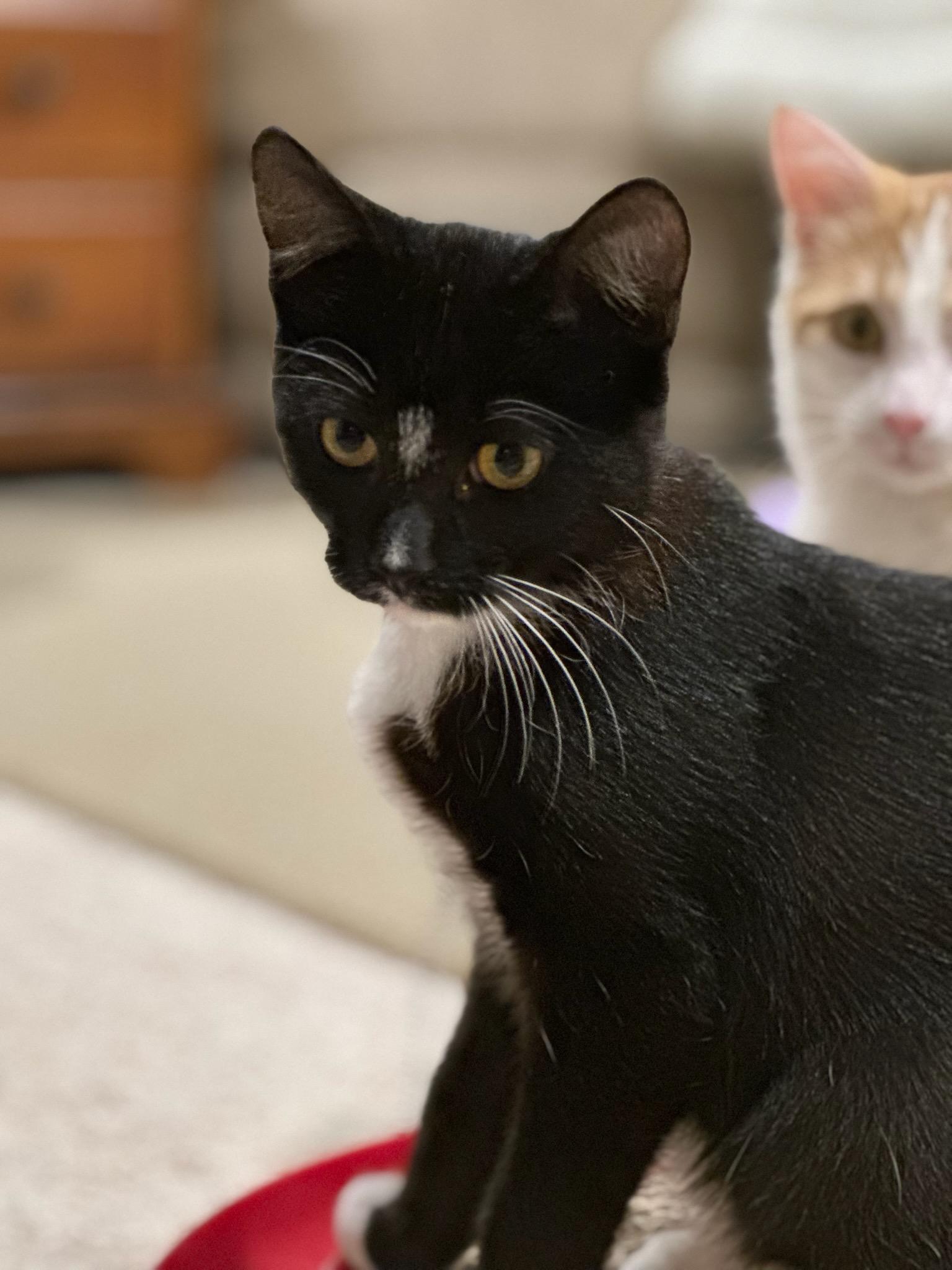 Enlarge MILTON, a Adoptable Domestic Short Hair in Owatonna, MN image 5/6