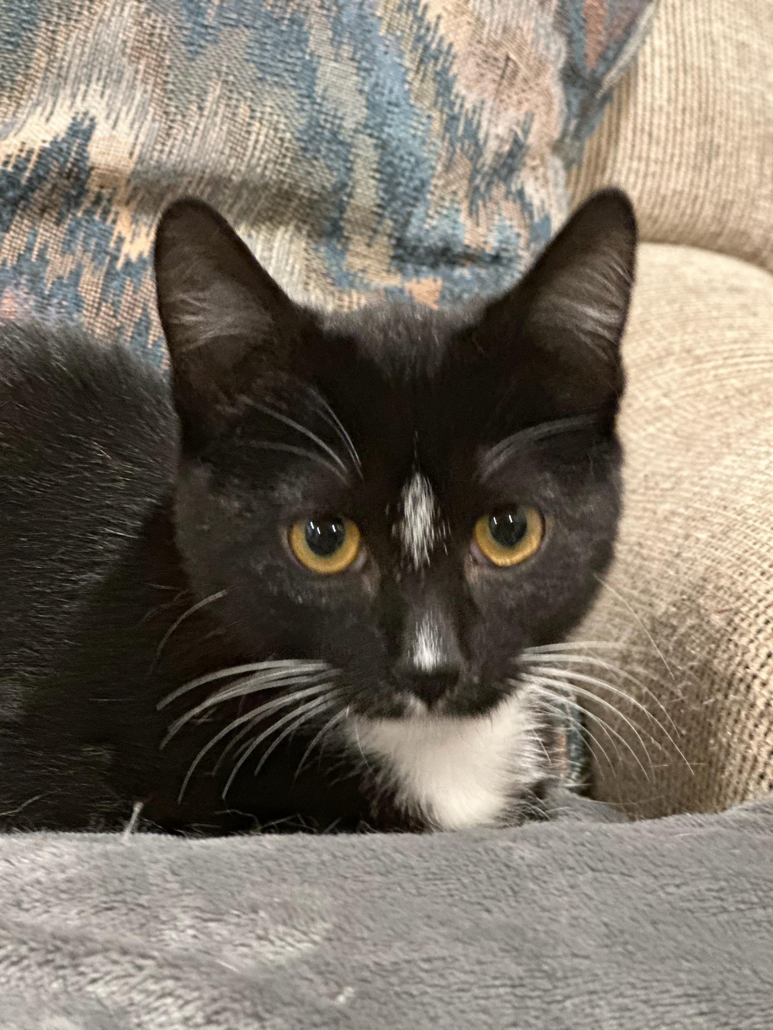Enlarge MILTON, a Adoptable Domestic Short Hair in Owatonna, MN image 6/6