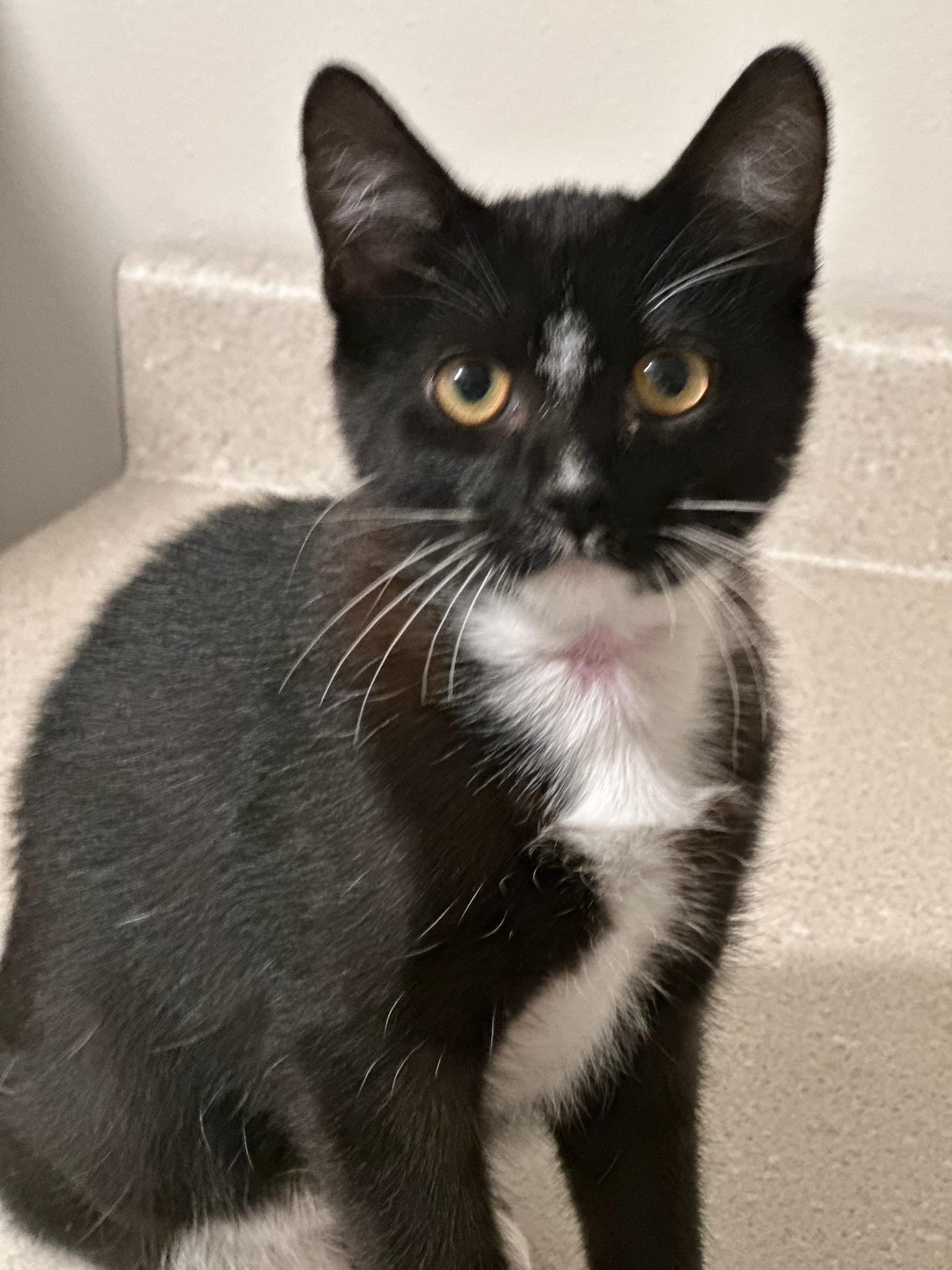 Enlarge MILTON, a Adoptable Domestic Short Hair in Owatonna, MN image 2/6