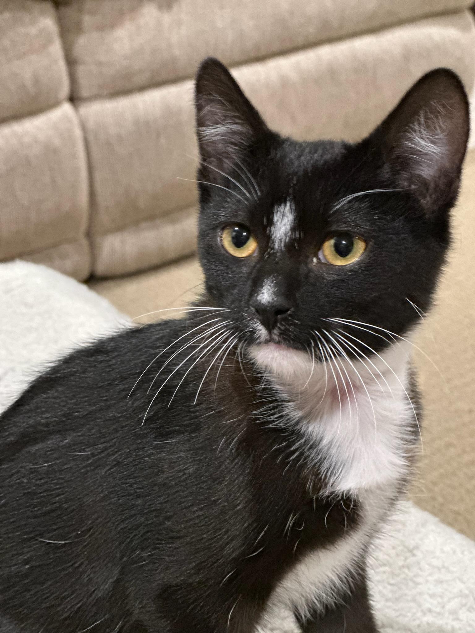 Enlarge MILTON, a Adoptable Domestic Short Hair in Owatonna, MN image 4/6