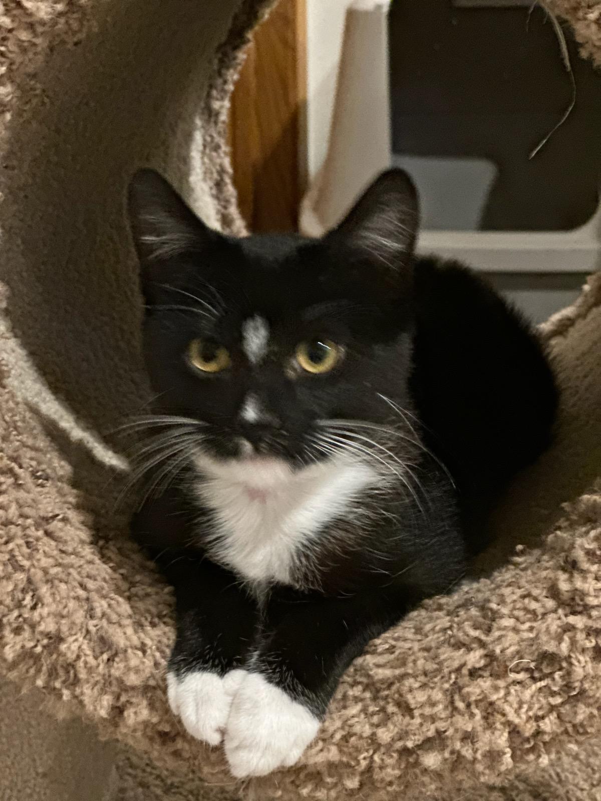 MILTON, Adoptable, Young Male Domestic Short Hair.