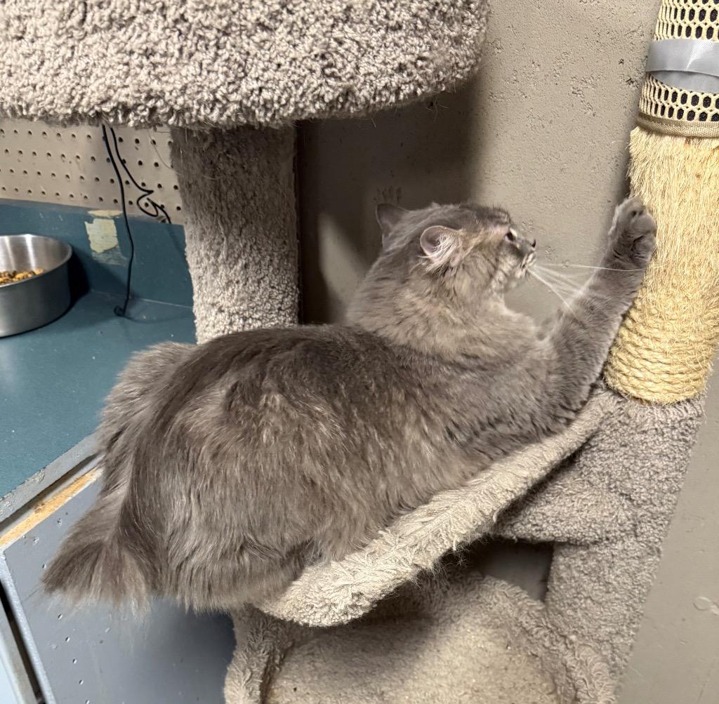 Enlarge Cooper, a Adoptable mixed breed in Ballwin, MO image 3/3