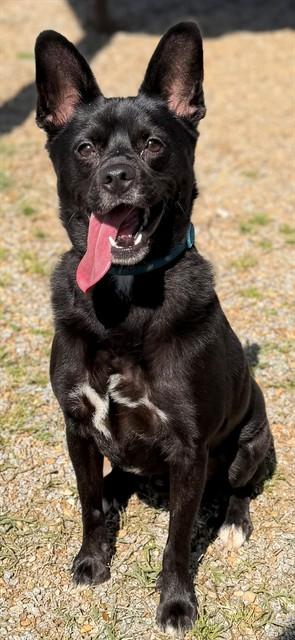 Enlarge SNICKERS, a Adoptable mixed breed in Augusta, GA image 1/1