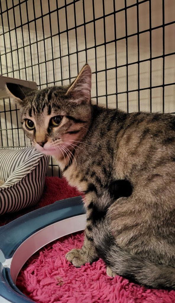 Enlarge Bustopher Jones, a Adoptable Domestic Short Hair in Rochester, NY image 1/2