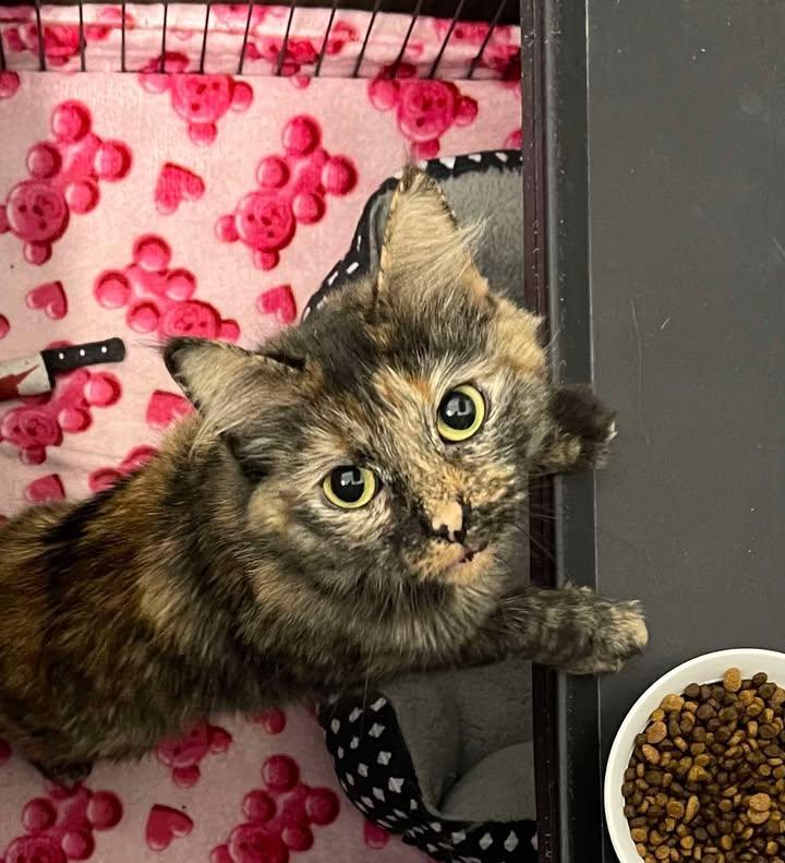 Enlarge Tardis, a ADOPTABLE Domestic Long Hair in Winthrop, ME image 1/1