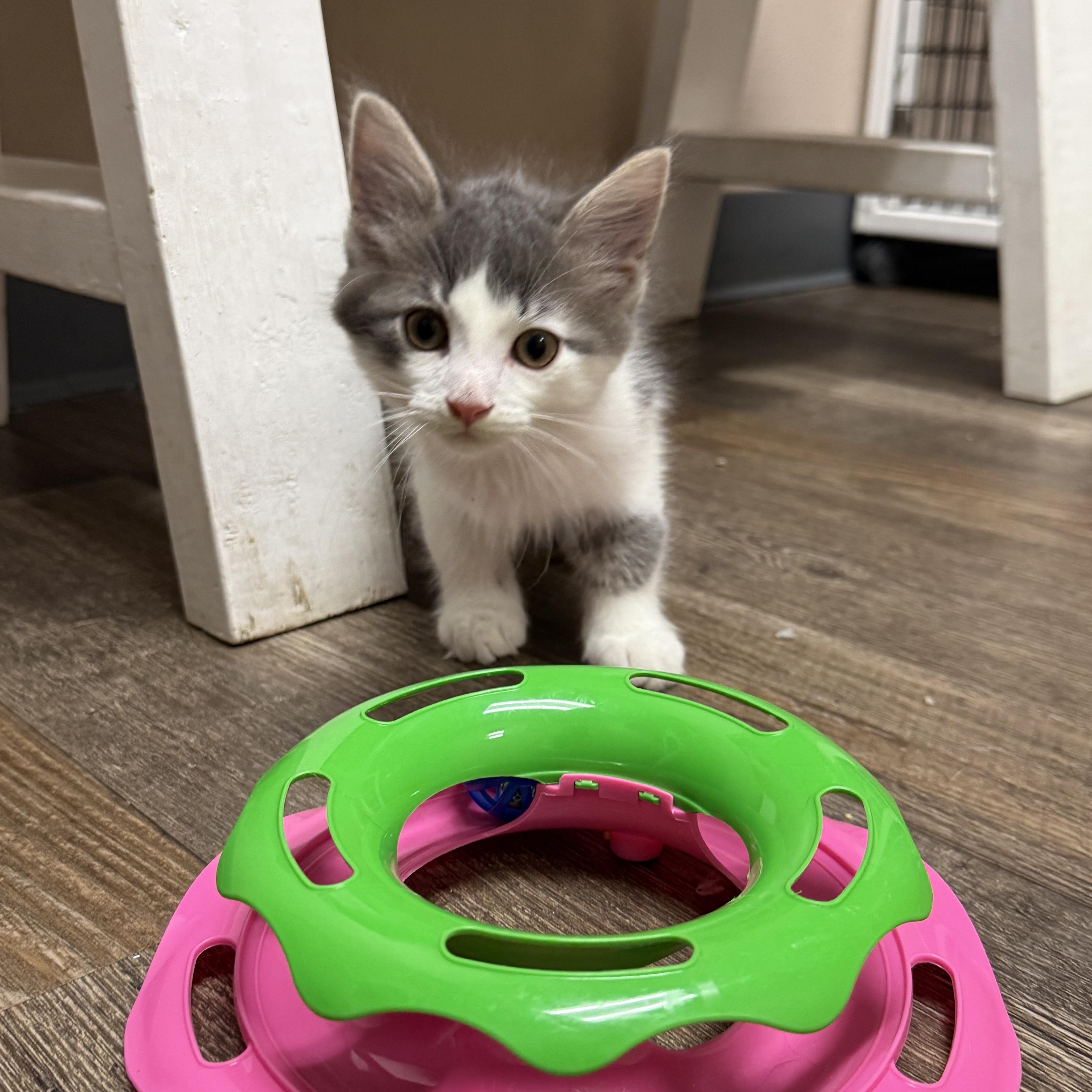 Robb Stark, adopted, Kitten Male Domestic Medium Hair.