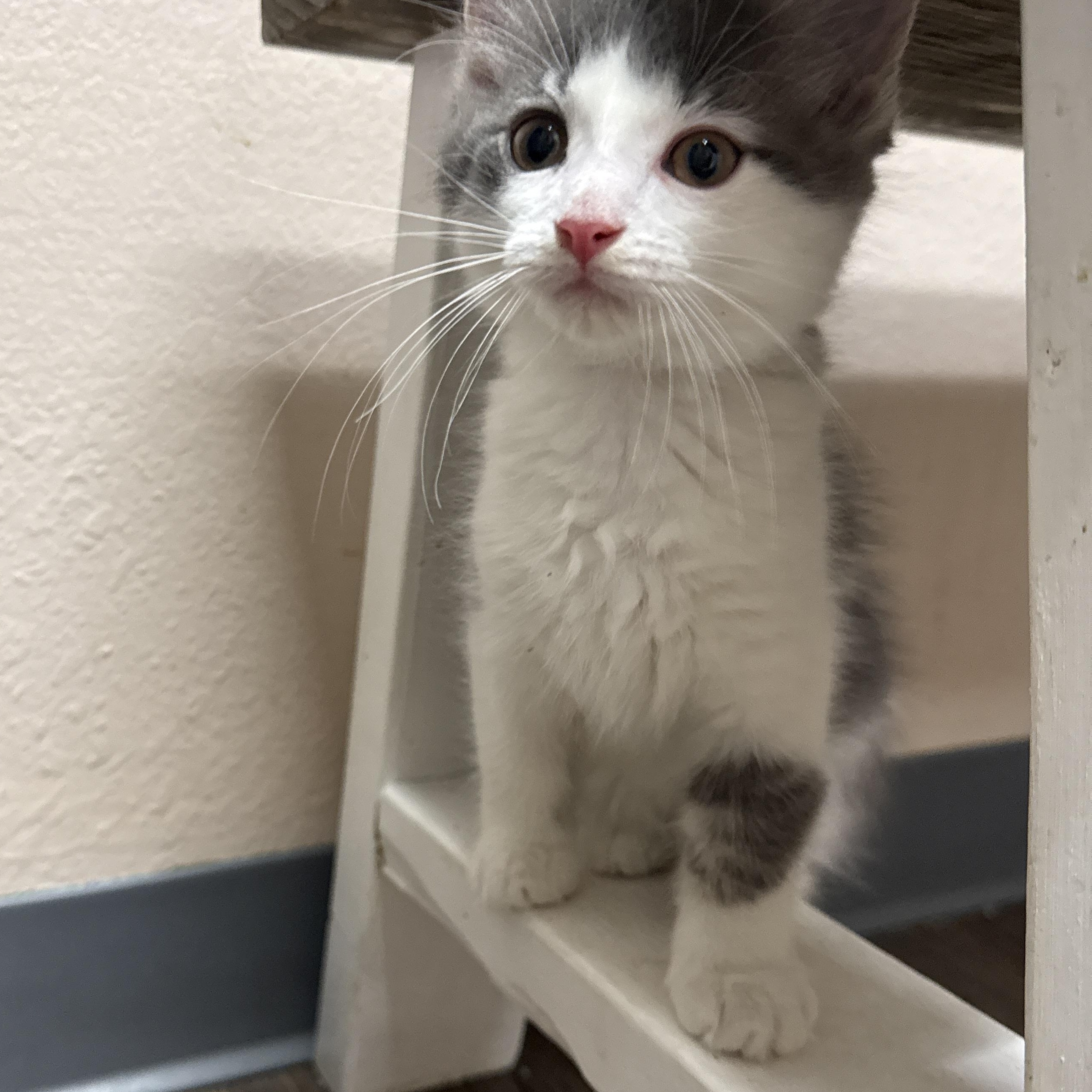 Robb Stark, an adopted Domestic Medium Hair in Oconto, WI image 2/2