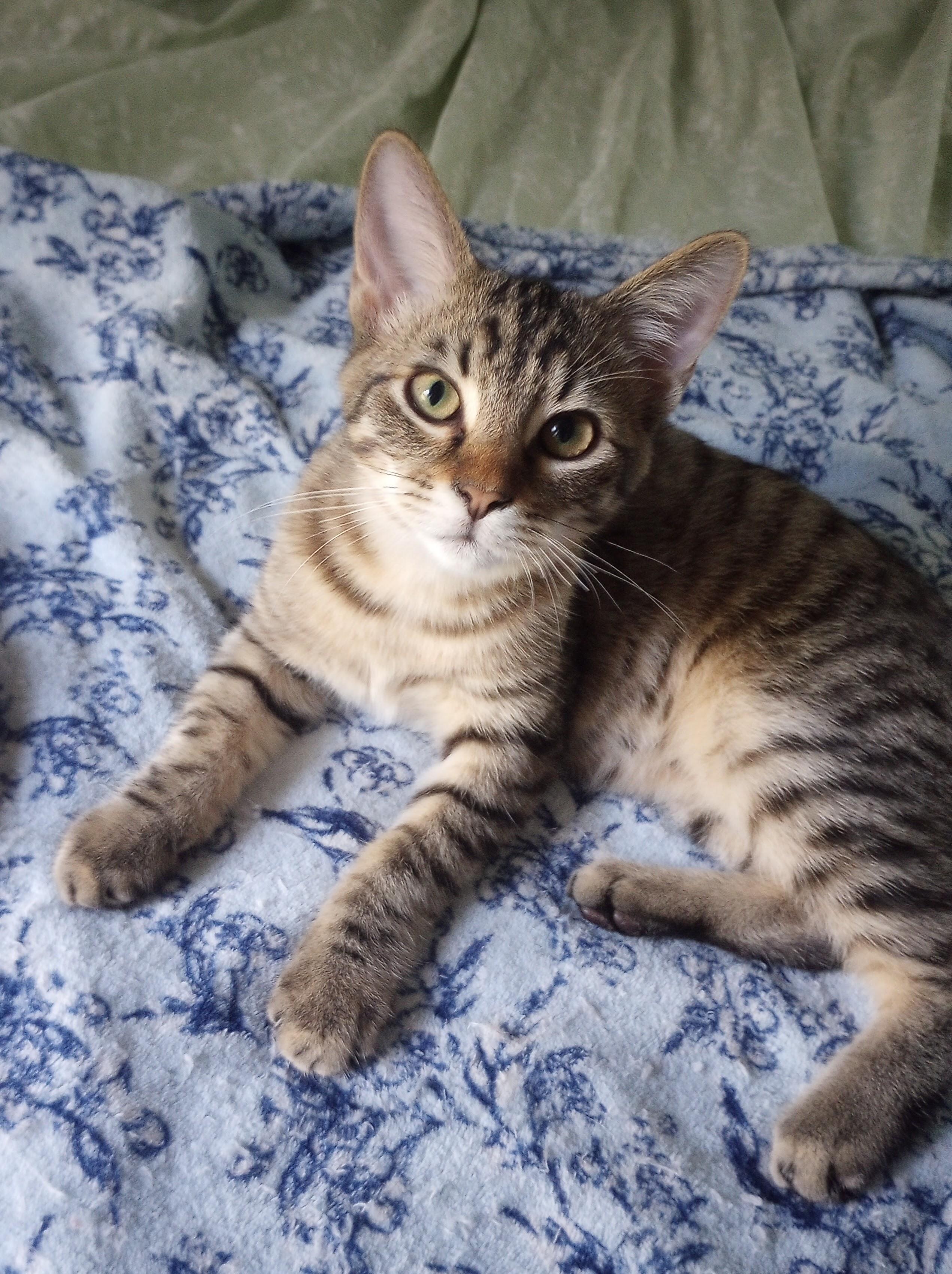 Tucker, a Adoptable Domestic Short Hair in Jackson, MS image 1/2