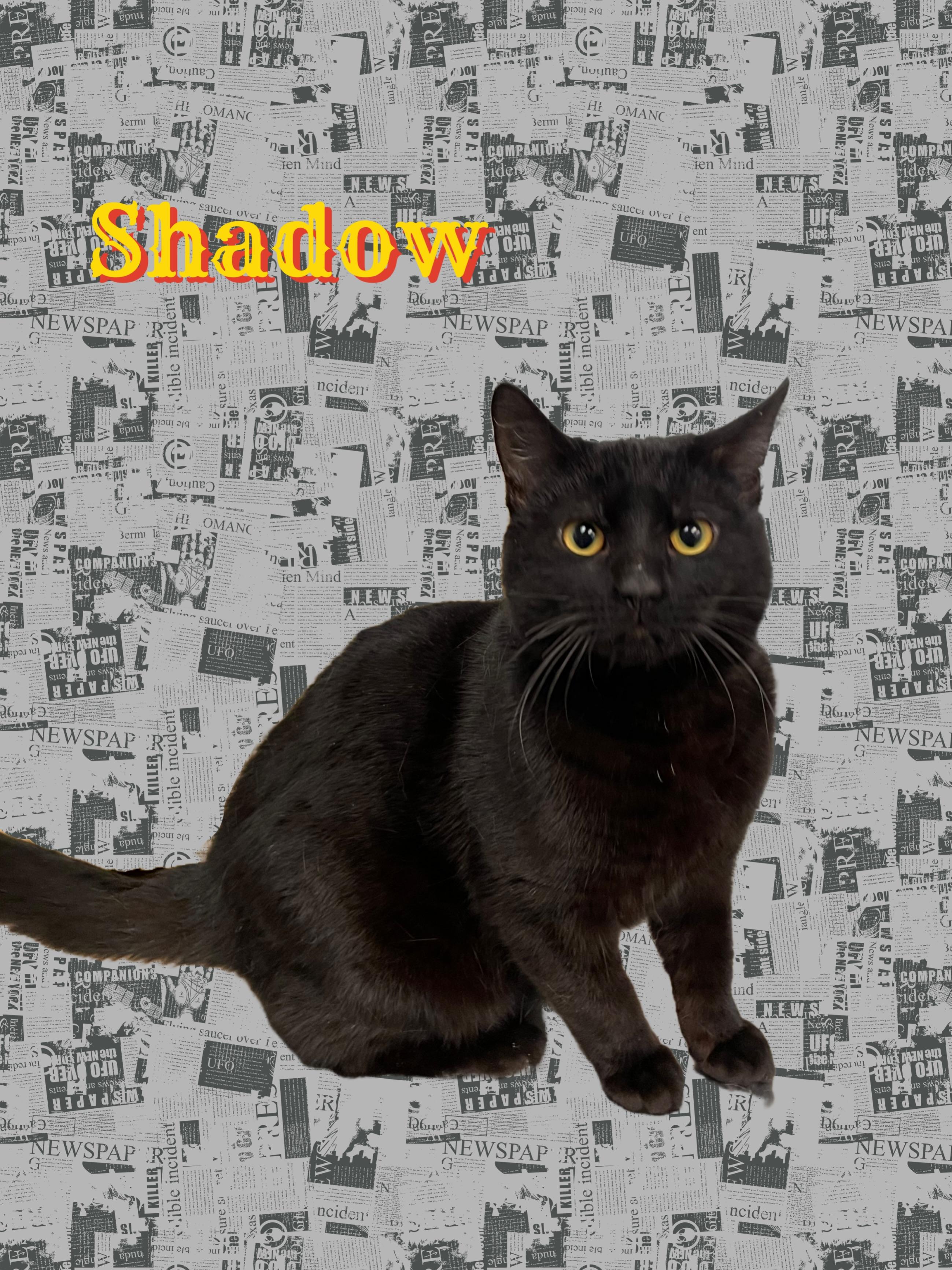 Shadow, ADOPTABLE, Young Male Domestic Short Hair.