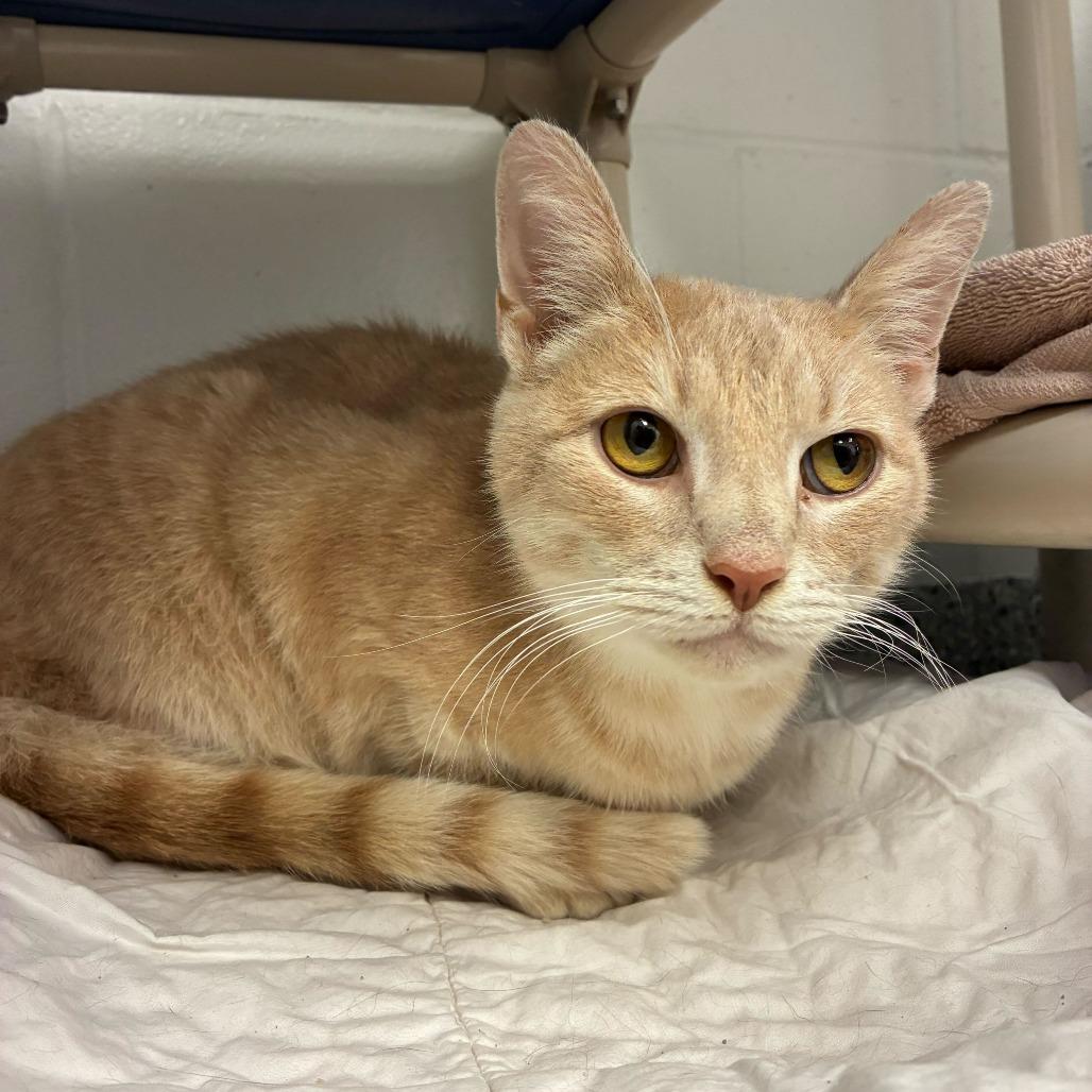 Frosting, Adoptable, Senior Male Domestic Short Hair.