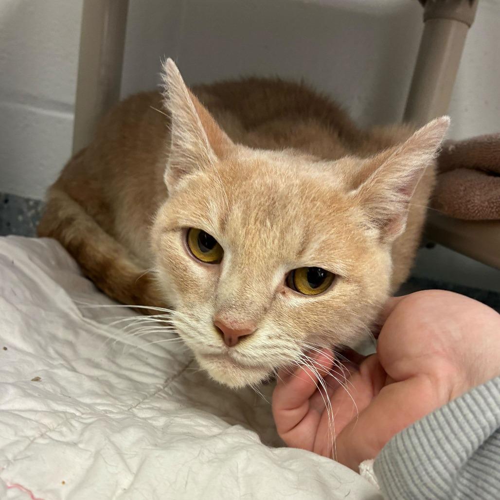 Frosting — thumbnail 3