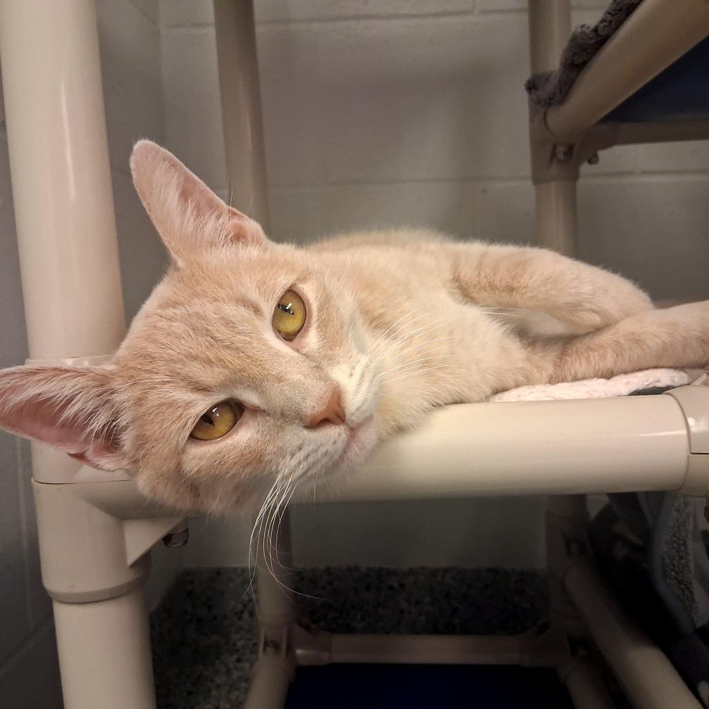 Frosting — thumbnail 4