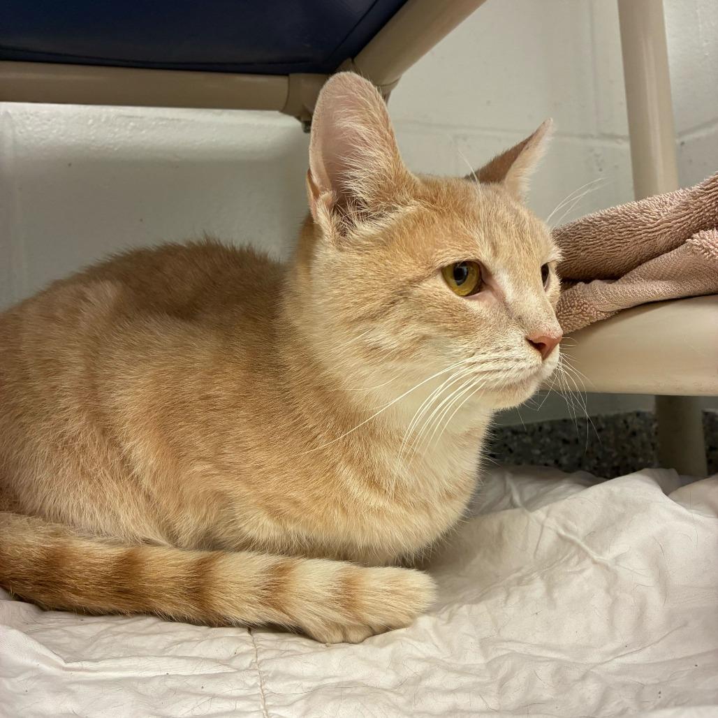 Frosting — thumbnail 5