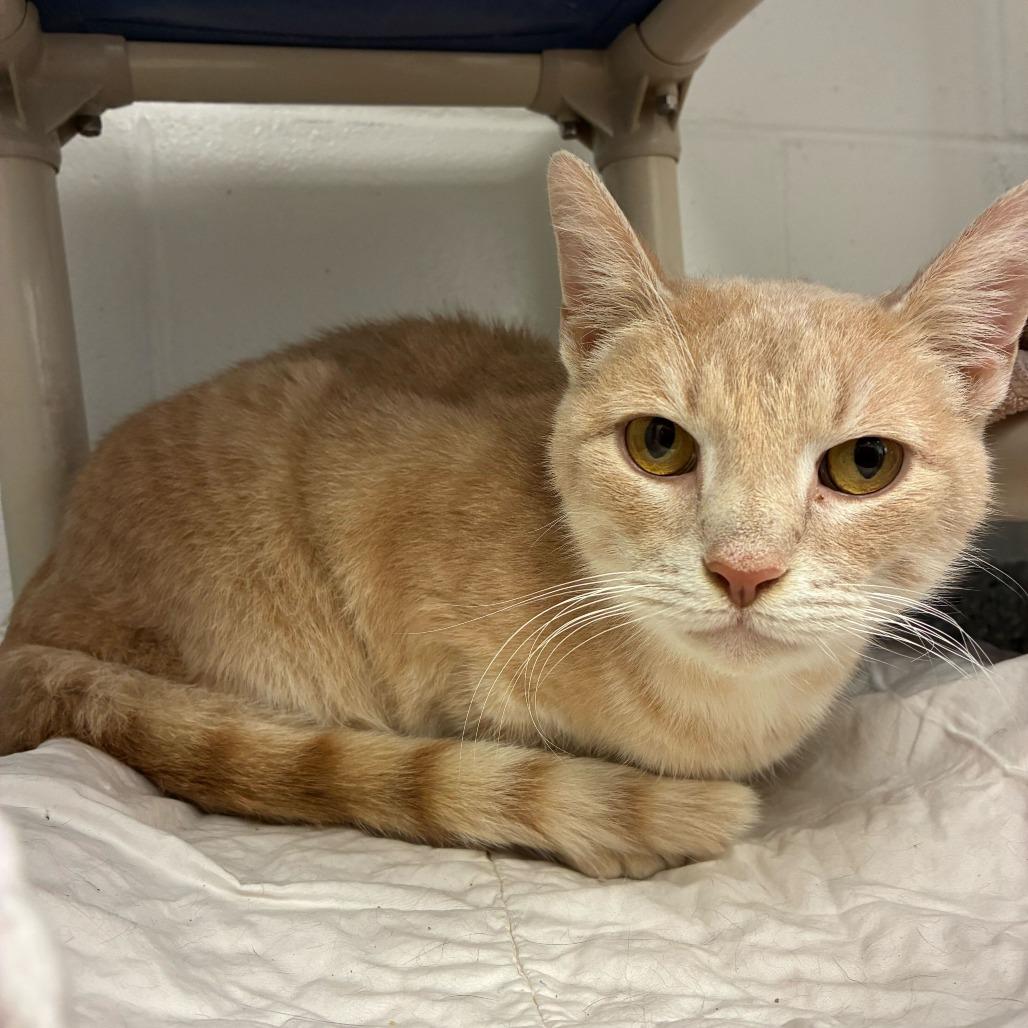 Frosting — thumbnail 6