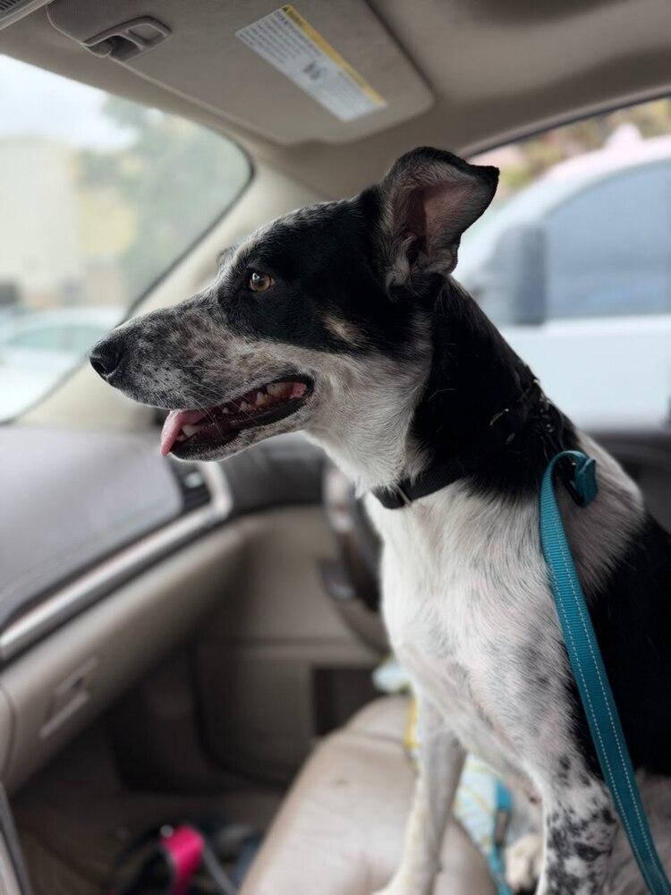 Kora, Adoptable, Adult Female Cattle Dog & Terrier.