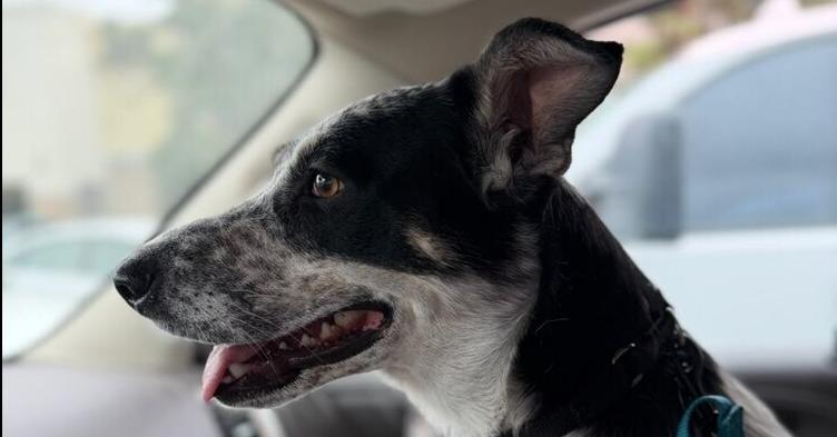 Kora, a Adoptable mixed breed in Pacifica, CA image 2/6
