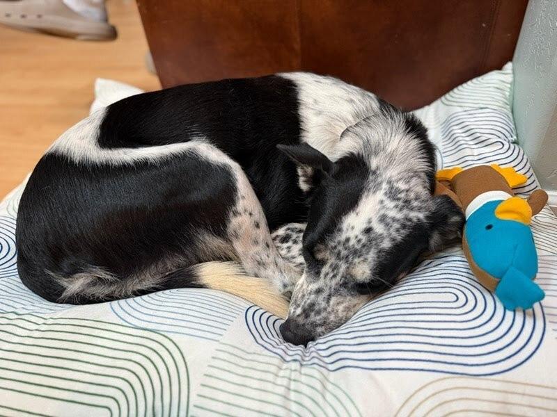 Kora, a Adoptable mixed breed in Pacifica, CA image 5/6