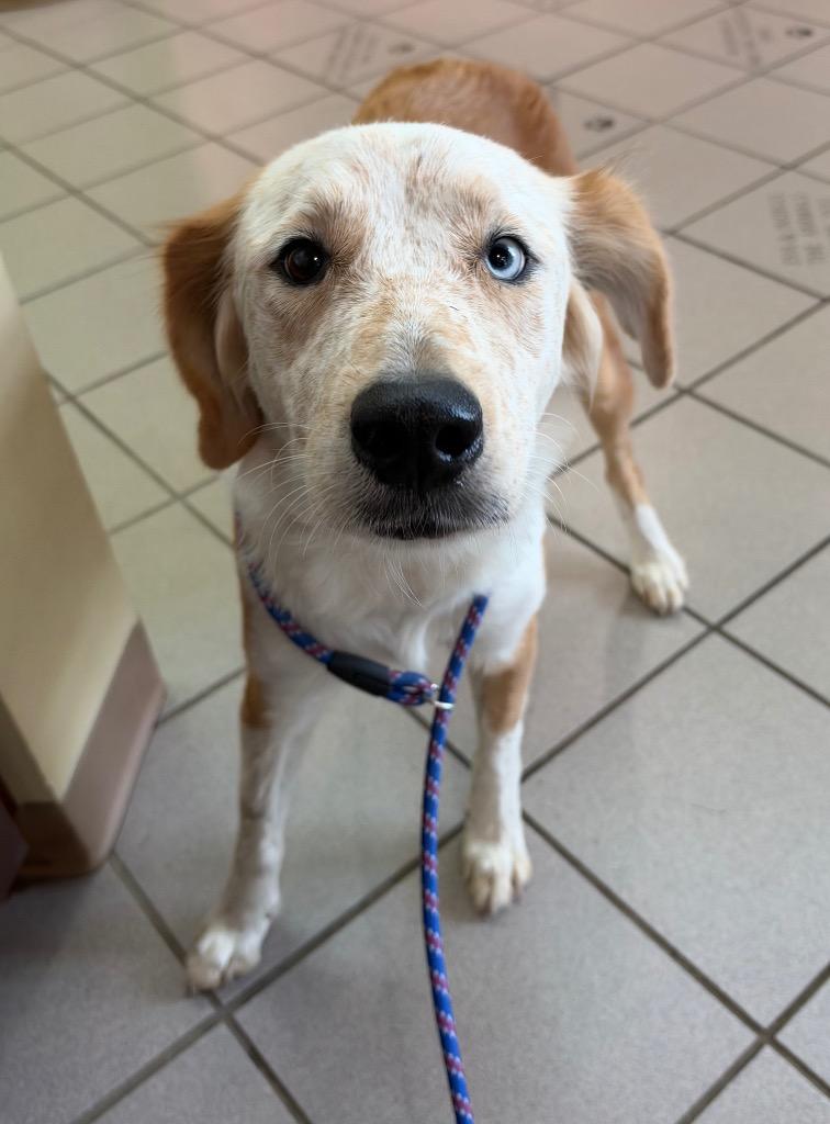 Enlarge Lazzy, a Adoptable mixed breed in Little Rock, AR image 1/2