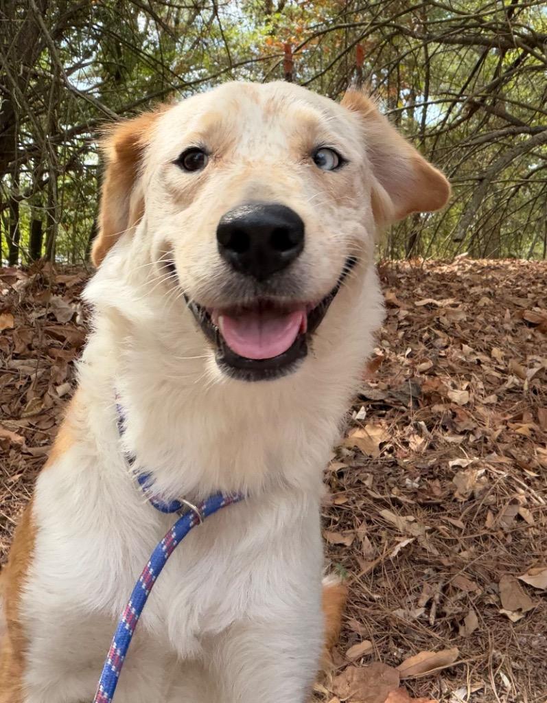 Enlarge Lazzy, a Adoptable mixed breed in Little Rock, AR image 2/2