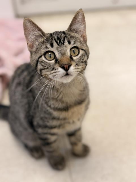 Kayak, Adoptable, Kitten Male Domestic Short Hair.