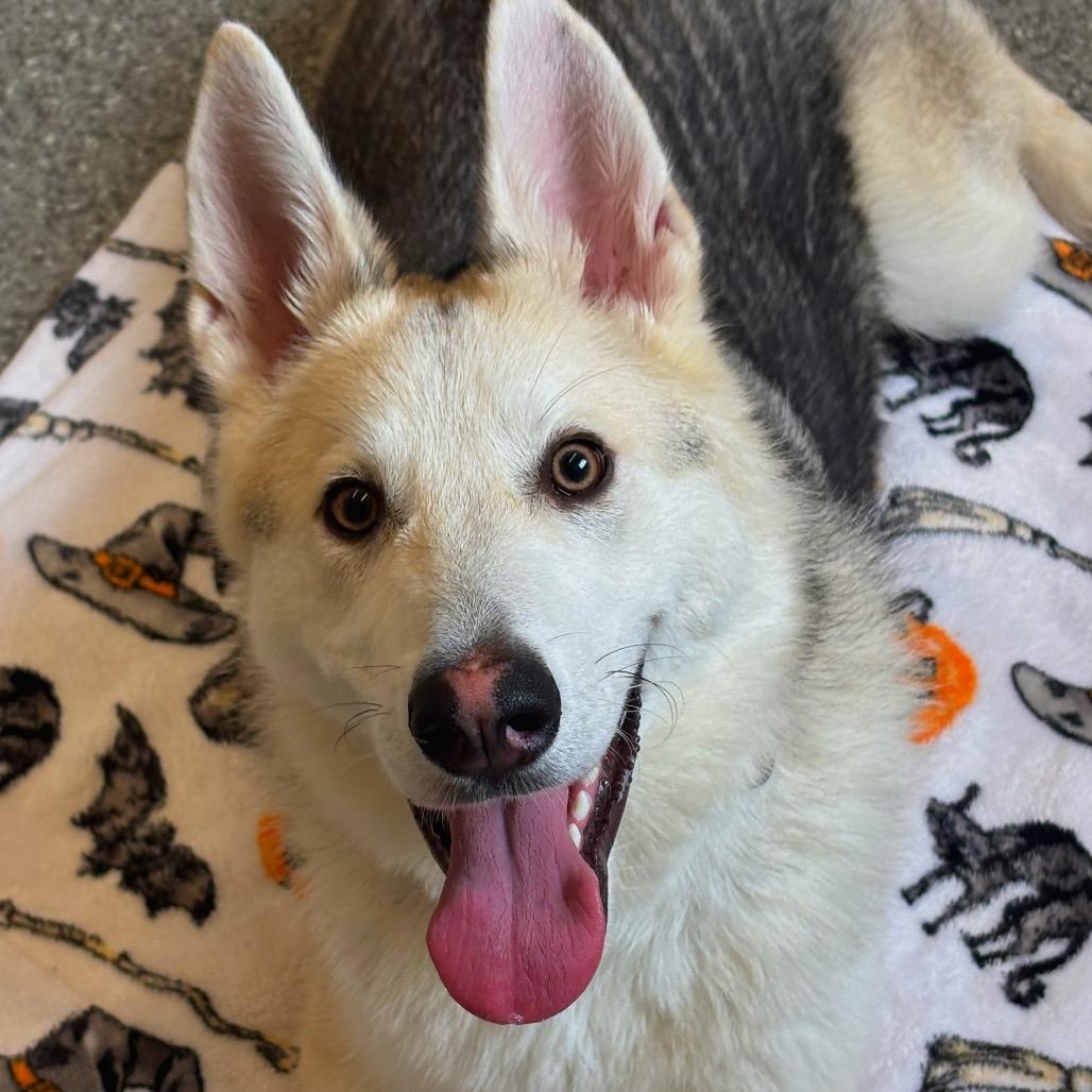 Latimer, Adoptable, Young Male Mixed Breed.