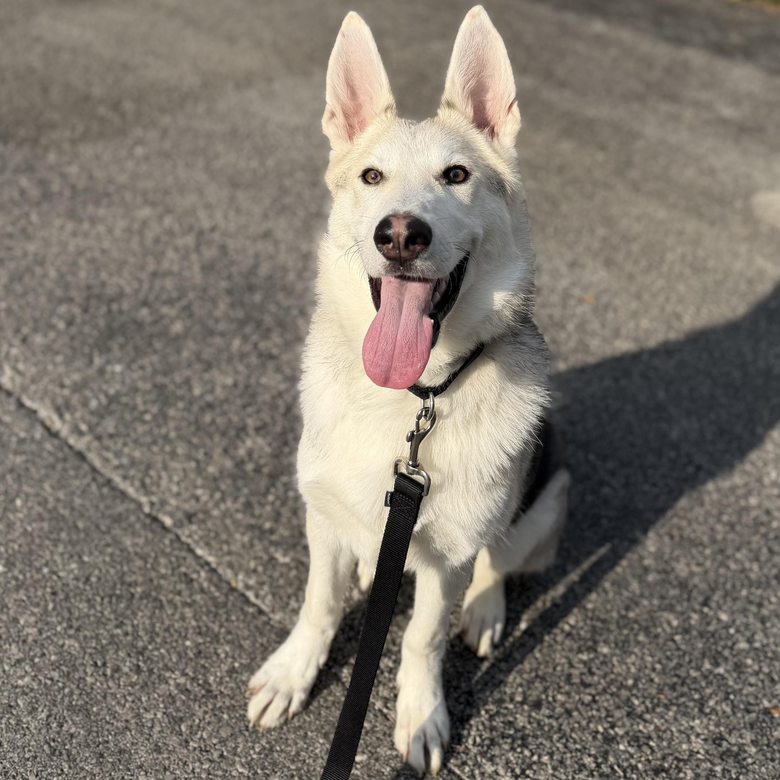 Latimer, Adoptable, Young Male Mixed Breed.