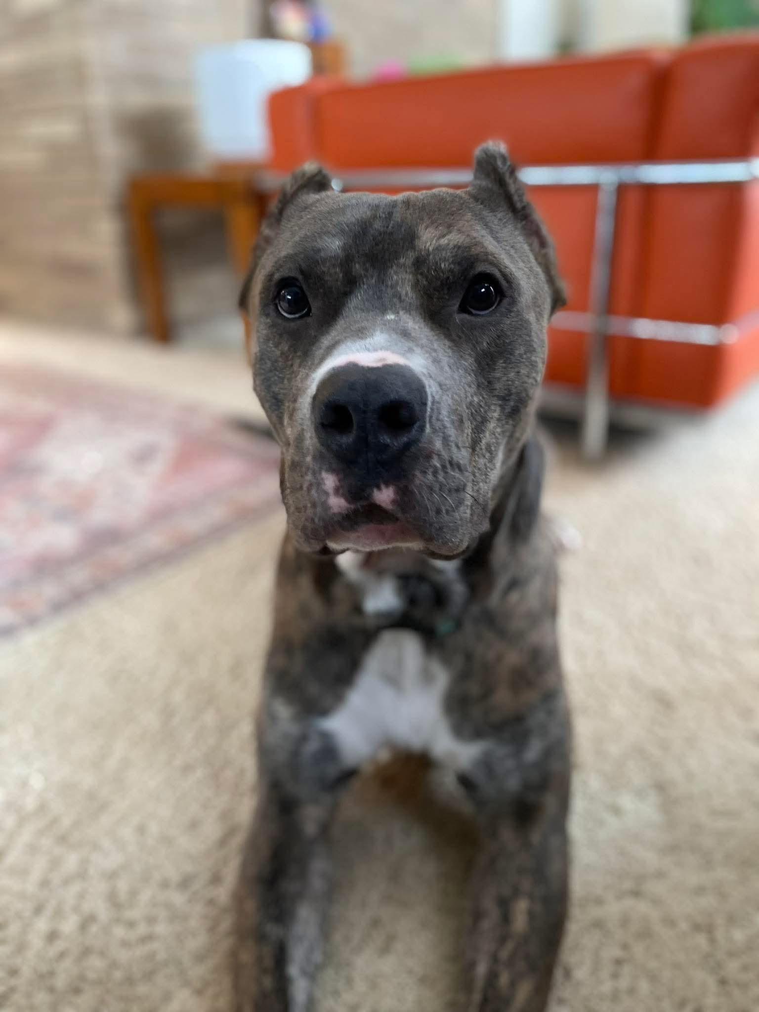 Enlarge Cassius, a ADOPTABLE mixed breed in White Lake, MI image 2/2