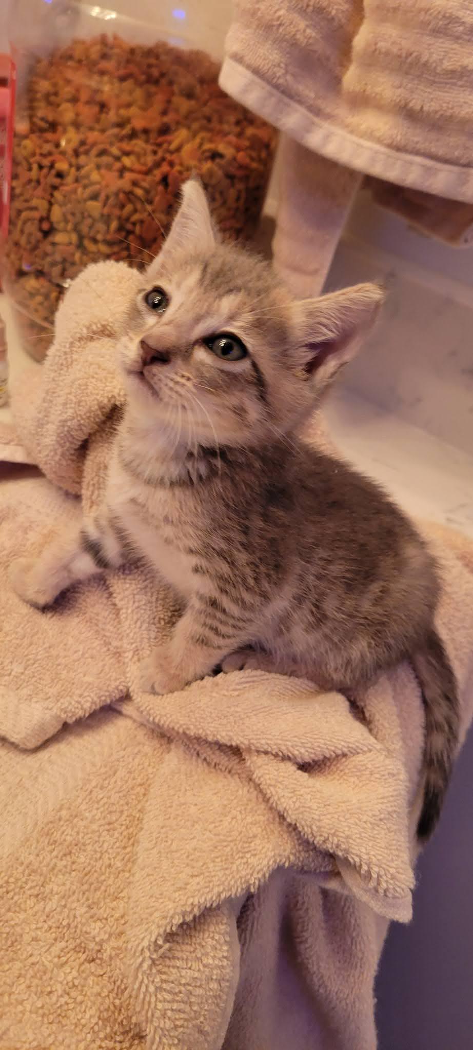 Enlarge Nugget, a Adoptable American Shorthair in Roanoke, AL image 1/1