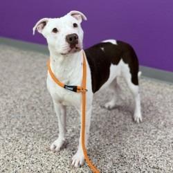 Enlarge Charmin, a Adoptable mixed breed in Bullhead City, AZ image 3/3