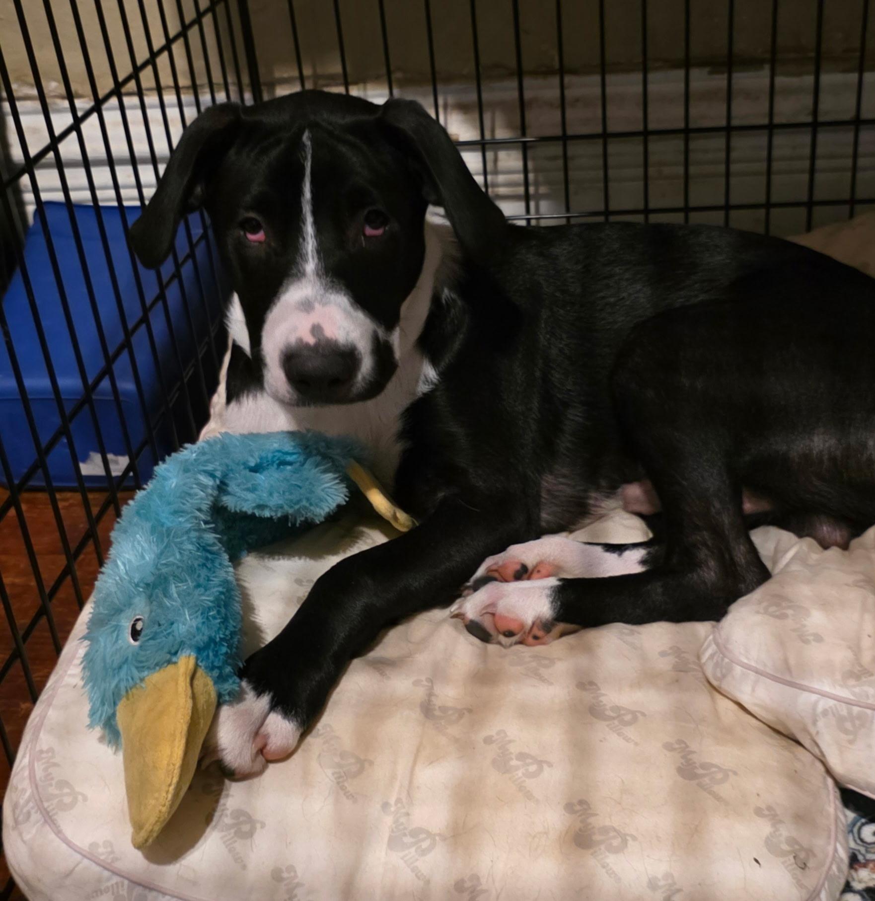 Enlarge Elvis, a Adoptable Mixed Breed in Burnsville, MN image 2/4