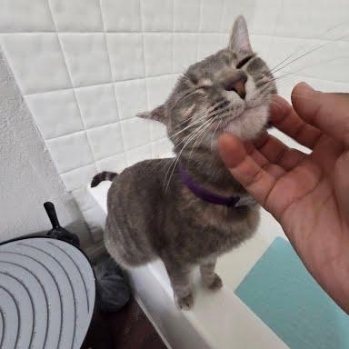 Enlarge Addy, an adoptable mixed breed in Sacramento, CA image 5/6