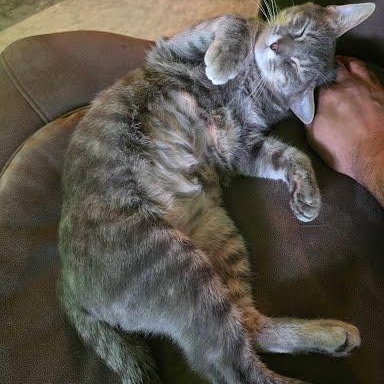 Enlarge Addy, an adoptable mixed breed in Sacramento, CA image 2/6