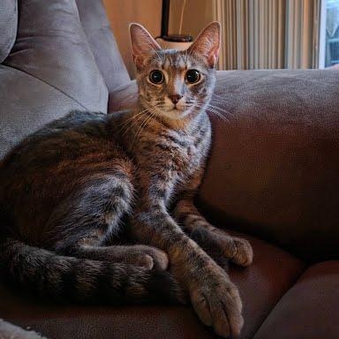 Addy, adoptable, Adult Female Tabby & Domestic Short Hair.