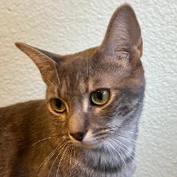 Enlarge Addy, an adoptable mixed breed in Sacramento, CA image 3/3