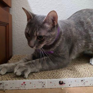 Enlarge Addy, an adoptable mixed breed in Sacramento, CA image 6/6