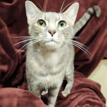 Enlarge Addy, an adoptable mixed breed in Sacramento, CA image 1/3