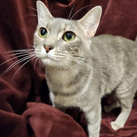 Enlarge Addy, an adoptable mixed breed in Sacramento, CA image 2/3