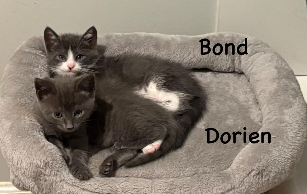 Bond, Adoptable, Kitten Male Domestic Short Hair.