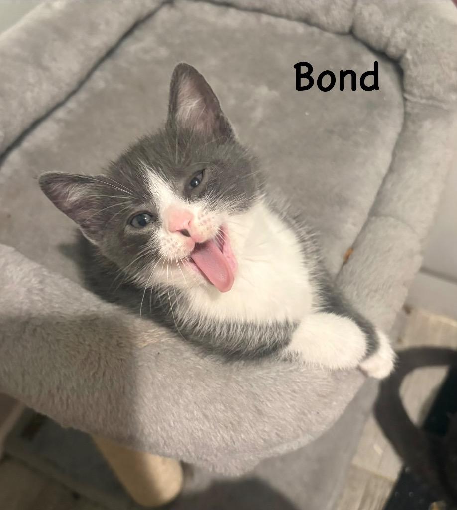 Bond, a Adoptable mixed breed in New Orleans, LA image 2/2