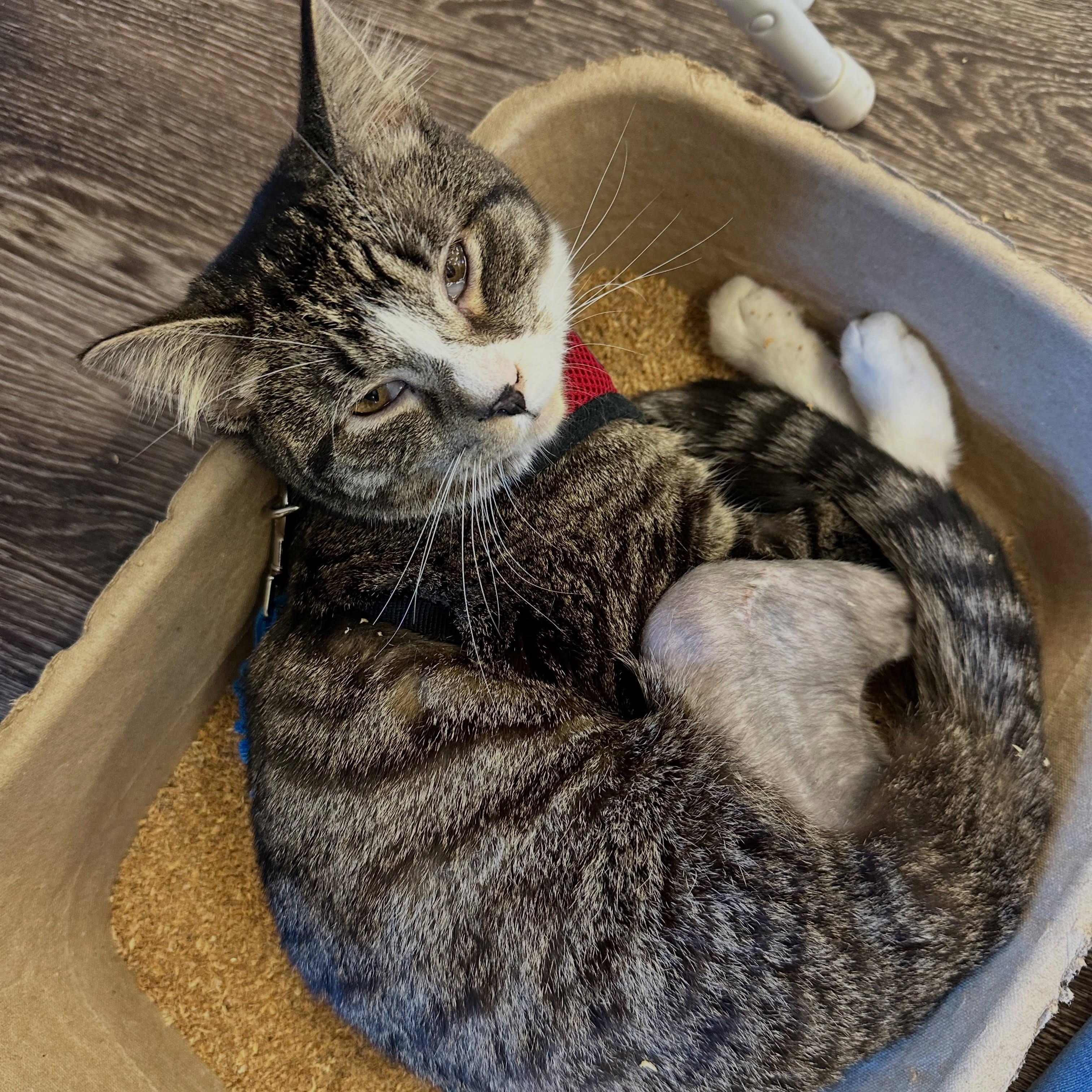 Spike, a ADOPTABLE Domestic Short Hair in McDonald, PA image 4/4