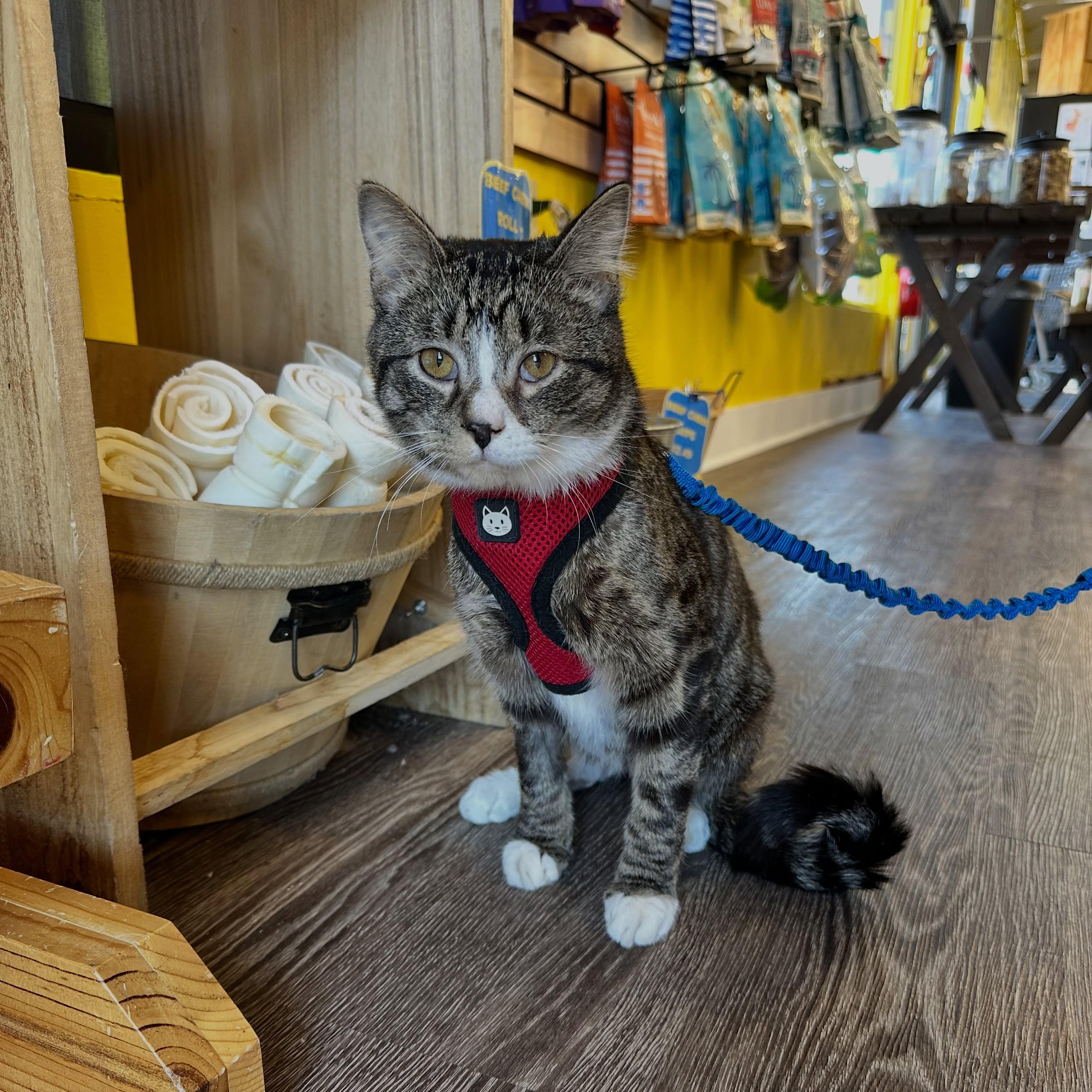 Spike, a ADOPTABLE Domestic Short Hair in McDonald, PA image 3/4