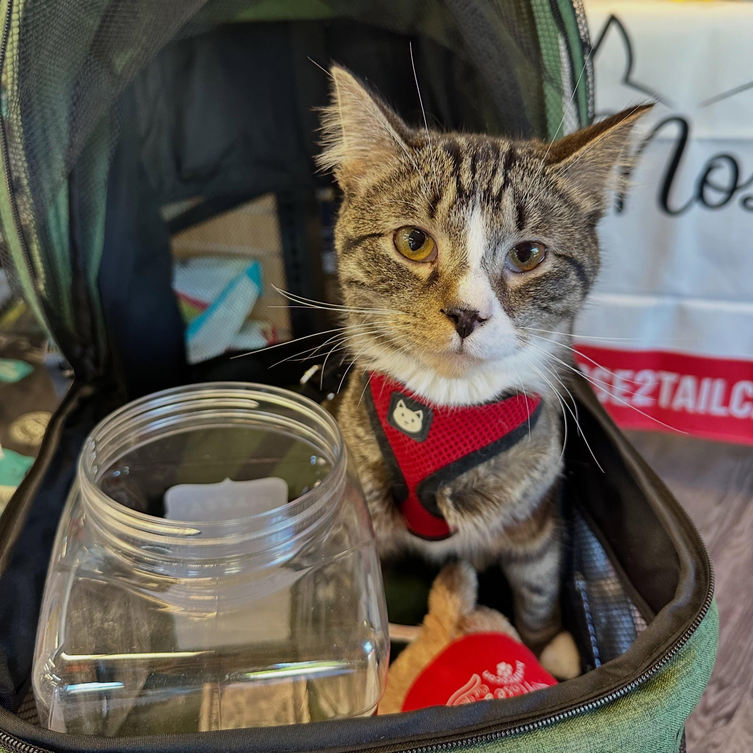 Spike, ADOPTABLE, Adult Male Domestic Short Hair.