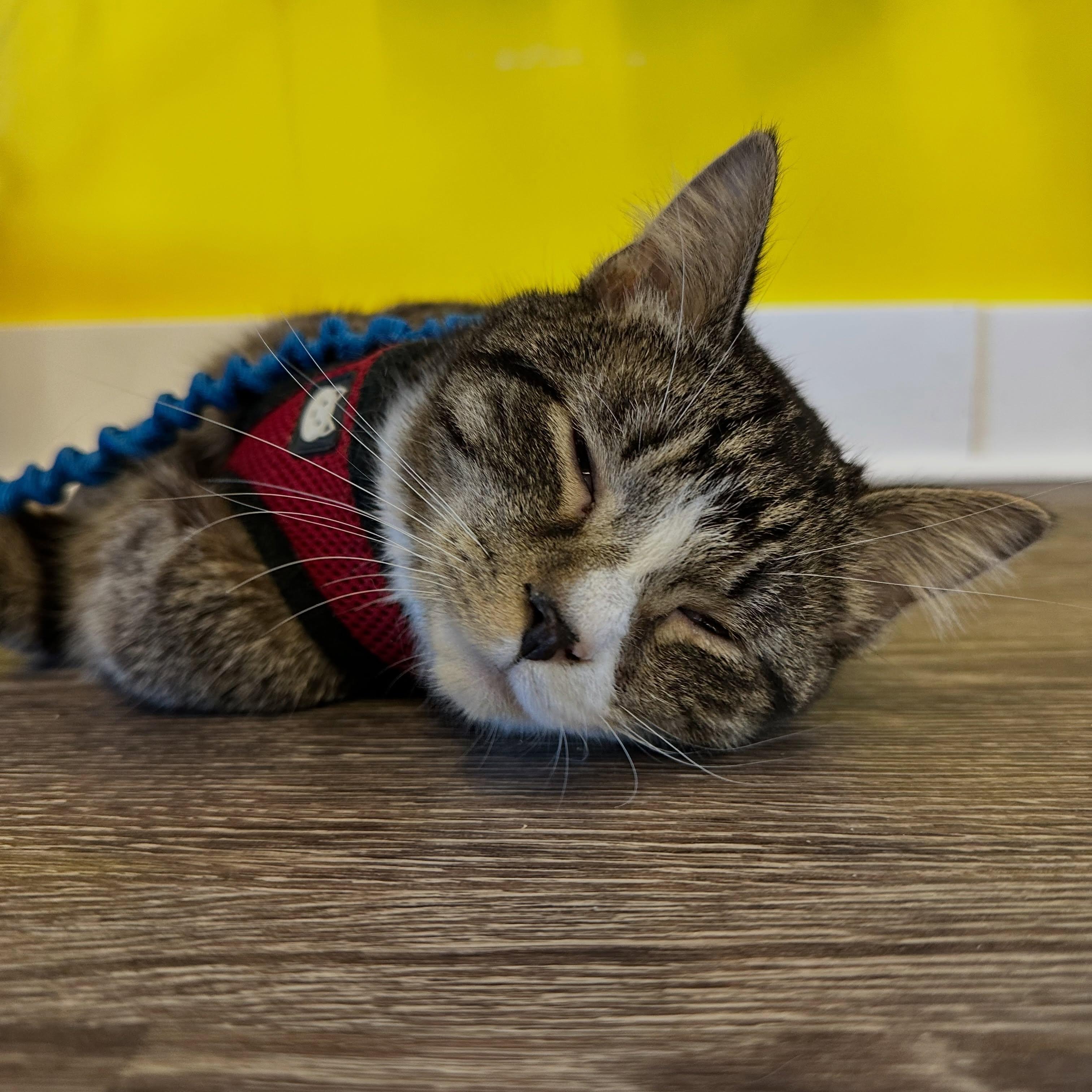 Spike, a ADOPTABLE Domestic Short Hair in McDonald, PA image 2/4