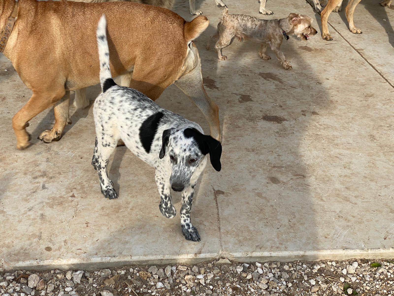 Bandido, an adoptable Dalmatian, Labrador Retriever in Bigfoot, TX, 78005 | Photo Image 4