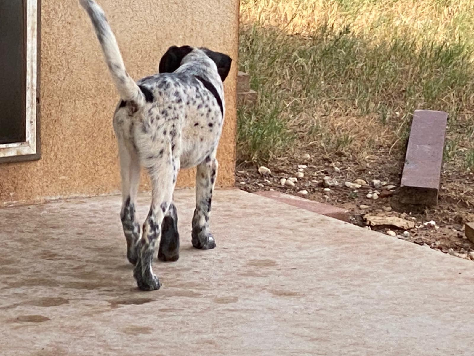 Bandido, a Adoptable mixed breed in Bigfoot, TX image 2/5